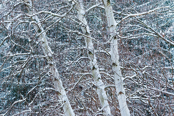Winter Birches
