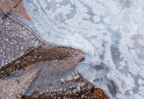 ice and leaves