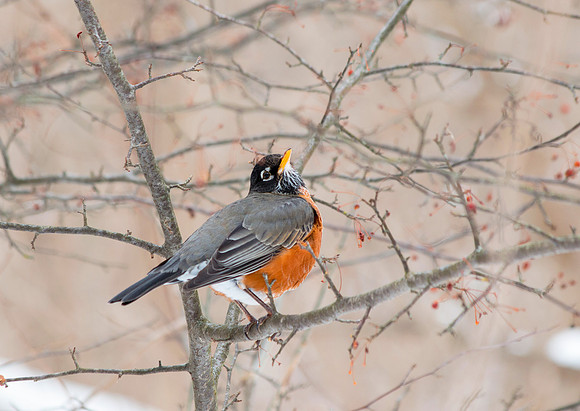This guy put on a nice show grabbing berries off a bush