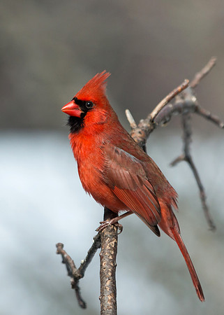 Pretty birdie