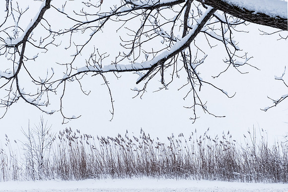 Winterscape