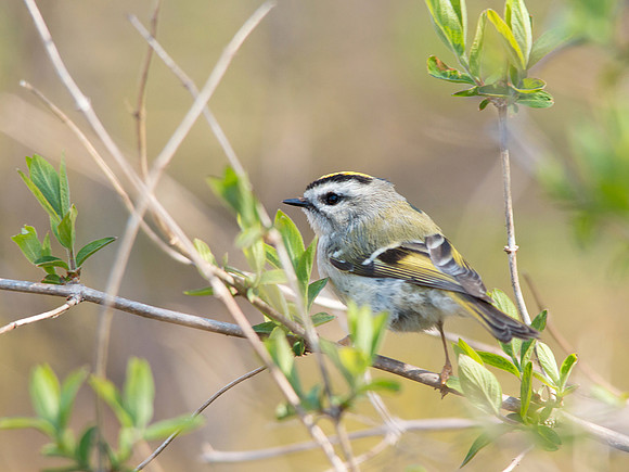 Golden-crowned Kinglet 4/18/16