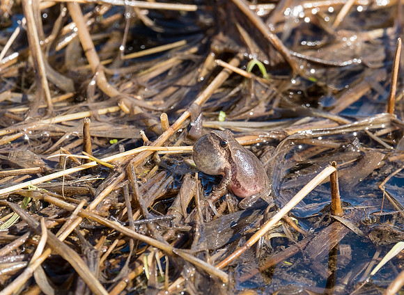 portrait of a peeper