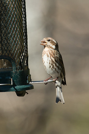 Female Purple Finch
