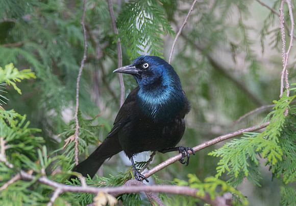 Common Grackle