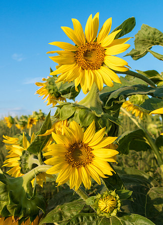 sunflowers twins