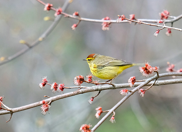 Palm Warbler