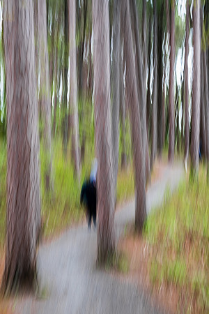 a walk in the woods