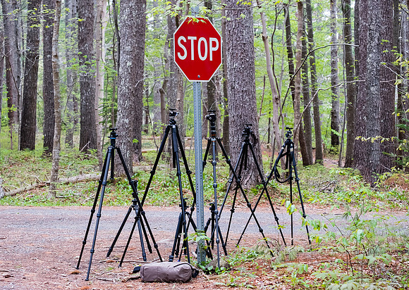 STOP! Photographer Crossing!