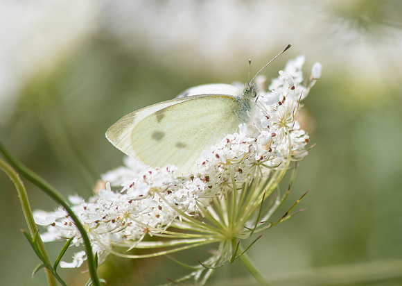 Cabbage white butterfly