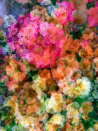 Flower Explosion