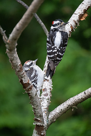 Downy woodpeckers father and son bonding time.