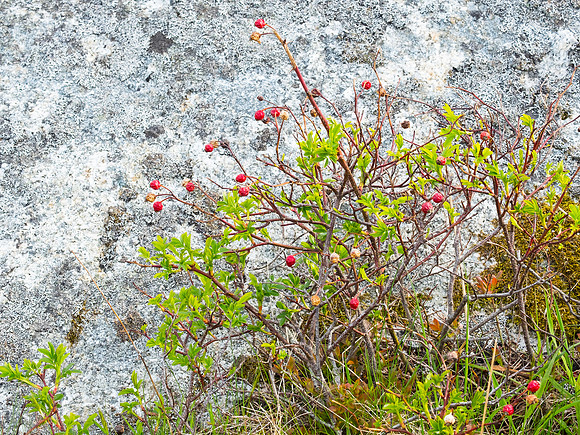 "As I grew older, I realized that it was much better to insist on the genuine forms of nature, for simplicity is the greatest adornment of art." ~Albrecht Durer
