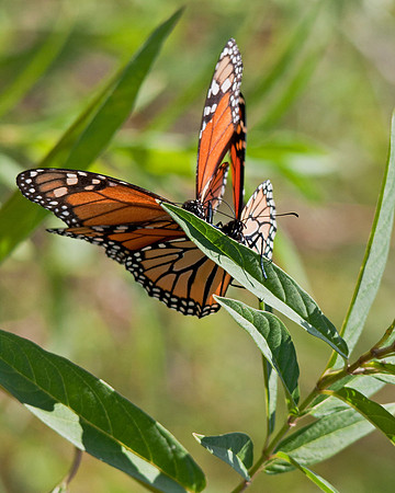 Monarch