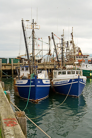 Scallop fishing fleet at Digby (the largest scallop fishing fleet in the wold!