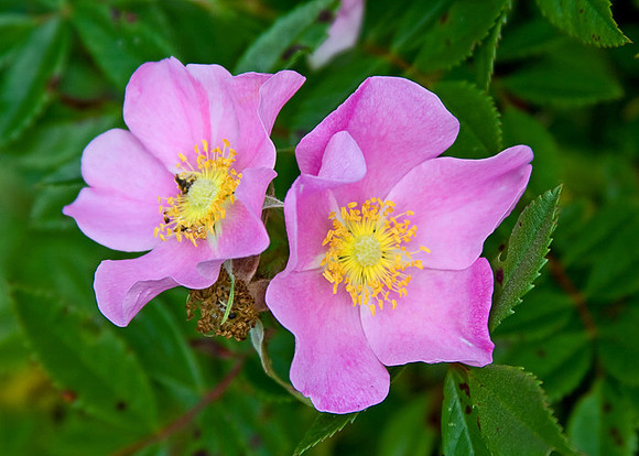 wild roses