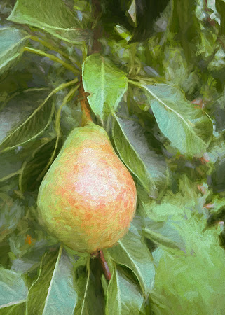 Pear impression