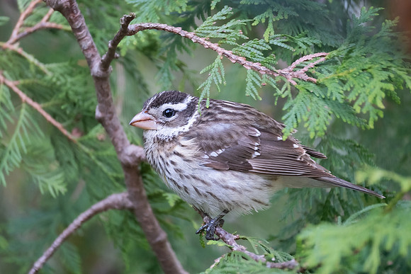 Rose-breasted Grosbeak, female