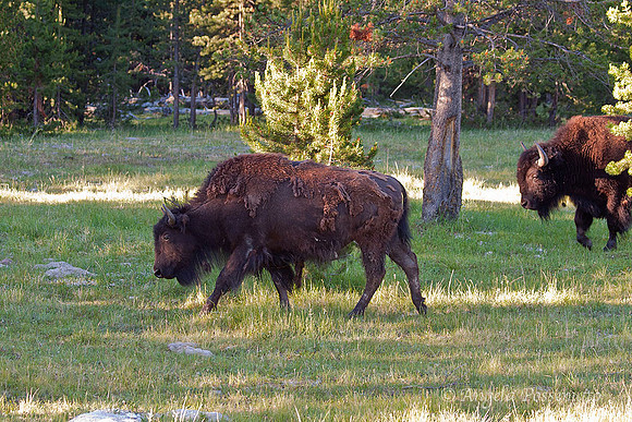 Bison