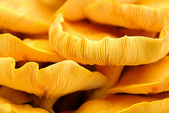 orange peel fungus