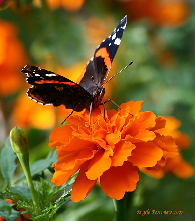 Red Admiral