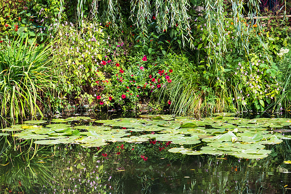 Water garden at Giverny