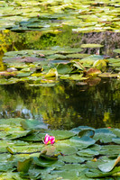 Monet's water lilies