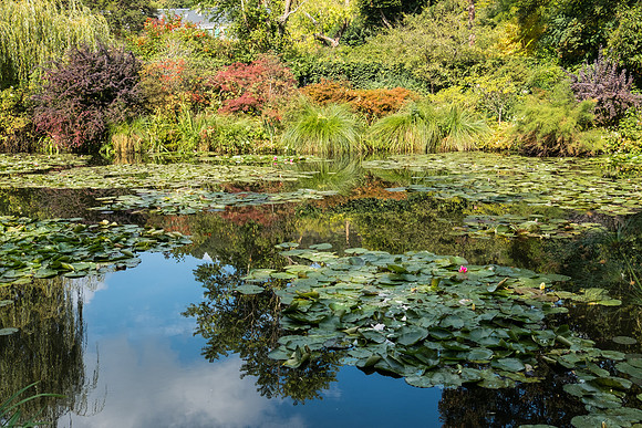Water garden at Giverny