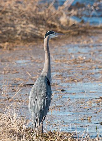 Great Blue Heron at Montezuma NWR