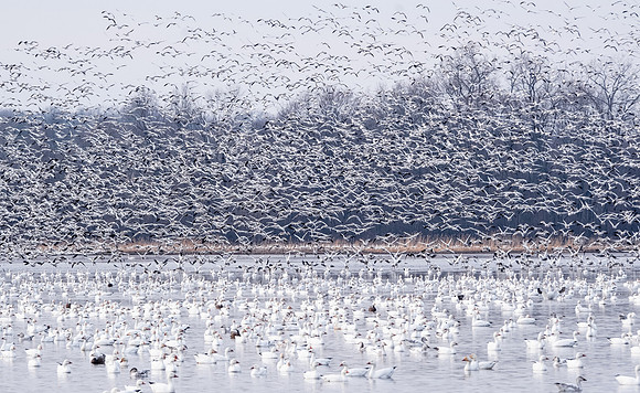 hundreds of snow geese