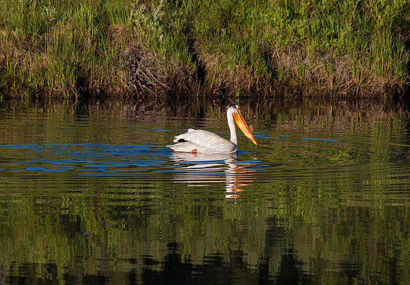 White Pelicans on the Snake River, WY