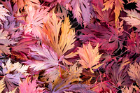 Trees and Leaves