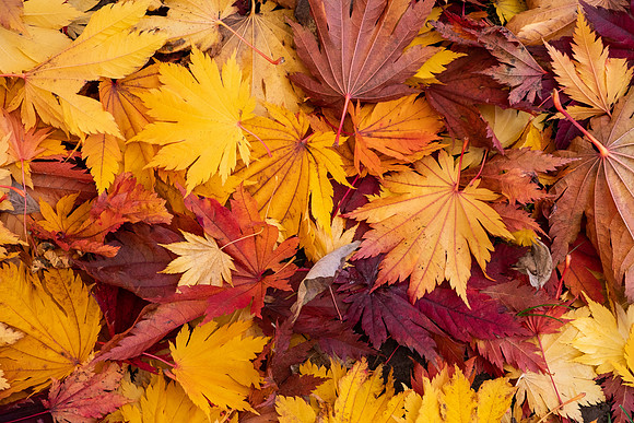 “Every blade in the field - Every leaf in the forest - lays down its life in its season as beautifully as it was taken up.”― Henry David Thoreau
