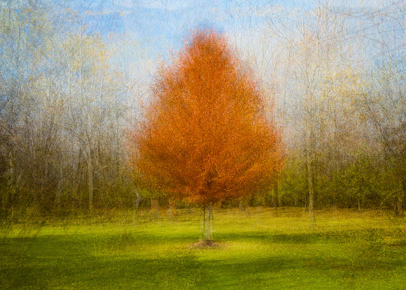 Orange Tree 360