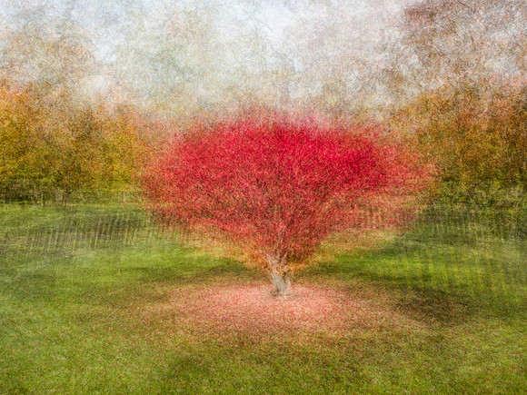 Burning Bush 360