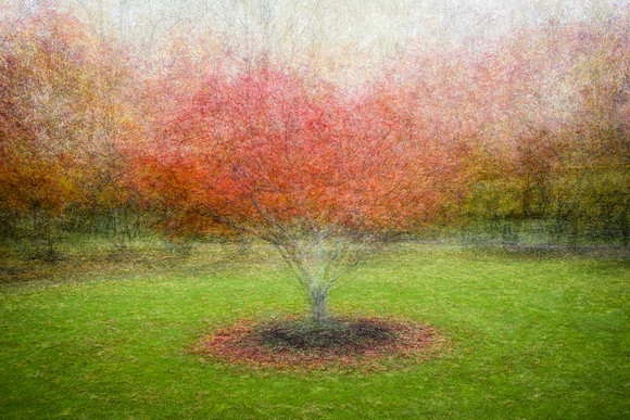 Orange Bush 360