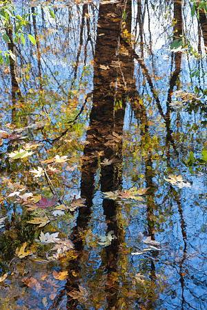 Autumn leaves