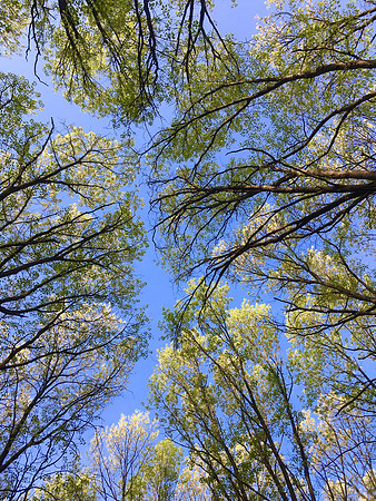 Trees are poems that earth writes upon the sky.