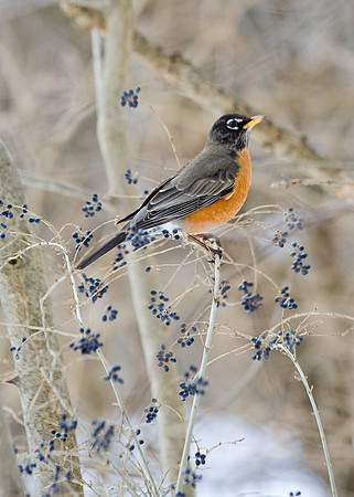 American Robin
