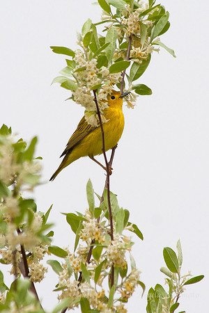 Yellow Warbler
