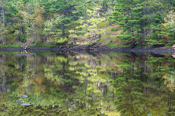 Spring Reflections