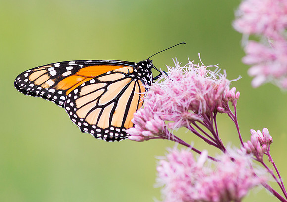 Monarch!  First of the year 8/18/14