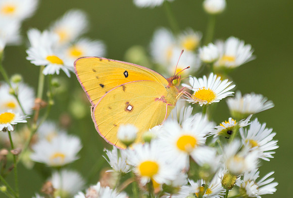 Orange Sulpher on asters
