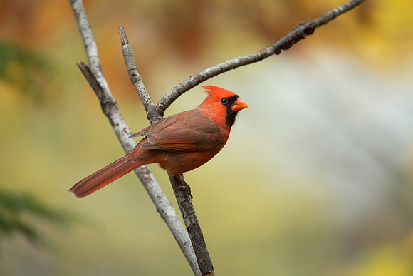 "Hope is the thing with feathers that perches in the soul"