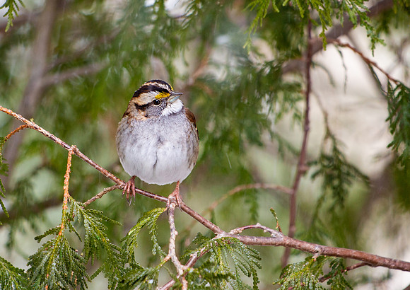 white-throated sparrow