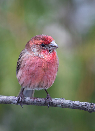 House Finch, male