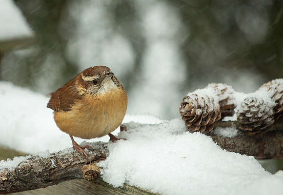 CArolina Wren