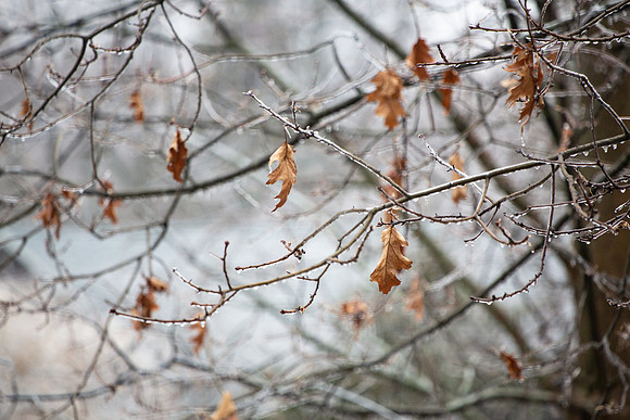 Winter trees 1