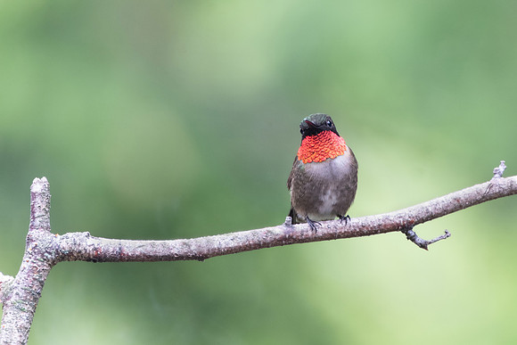 Ruby-throated hummingbird, male