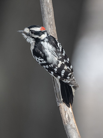 downy woodpecker